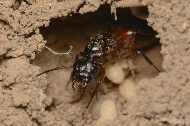 Camponotus ligniperda - faodvasító lóhangya