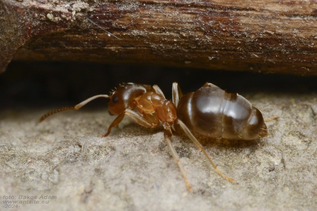 Lasius brunneus - rozsdáshátú feketehangya