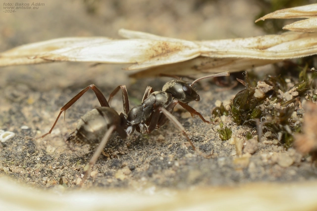Formica fusca - kormos rabszolgahangya