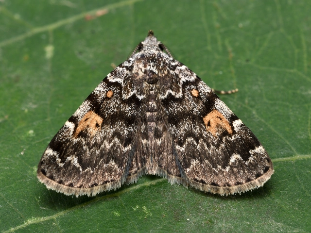 sárgafoltú kuszarajzúbagoly - Idia calvaria