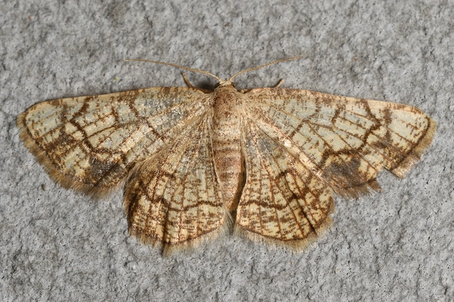 Stegania dilectaria - fehérnyár-araszoló