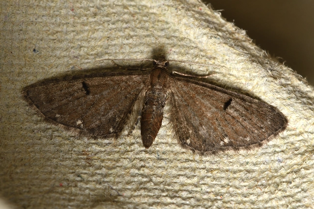 komló-törpearaszoló - Eupithecia assimilata