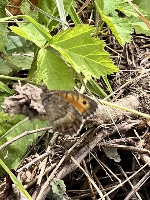 Arethusana arethusa - közönséges szemeslepke