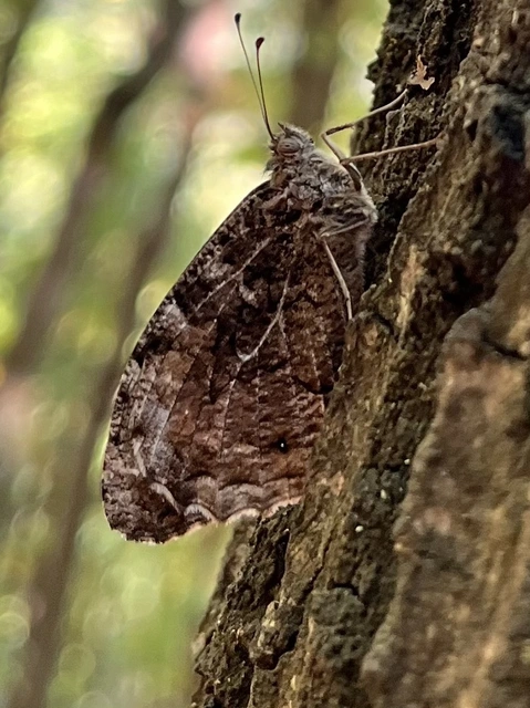 Hipparchia semele - barna szemeslepke