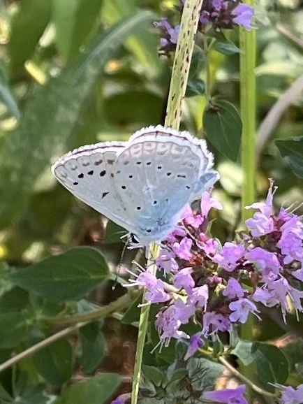 Polyommatus daphnis - csipkés boglárka