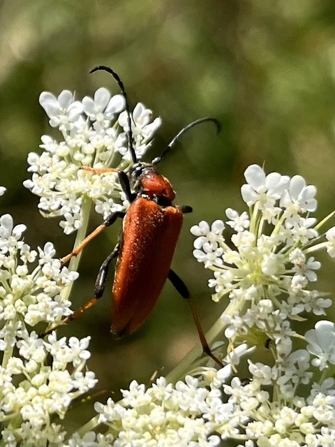 Stictoleptura rubra - vörös virágcincér