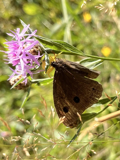 Minois dryas - fekete szemeslepke