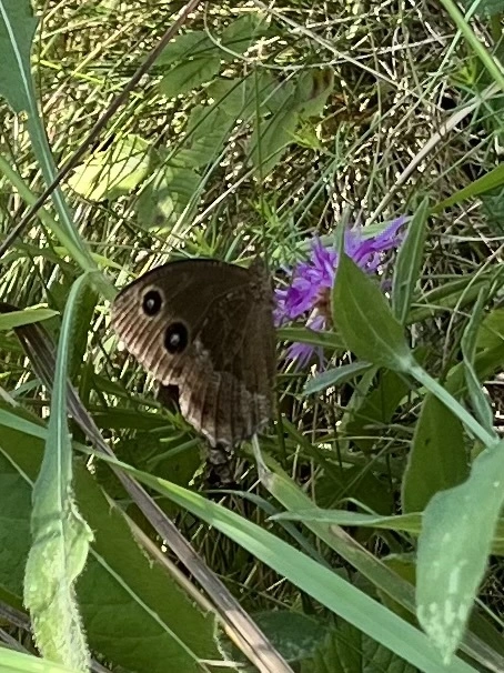 Minois dryas - fekete szemeslepke