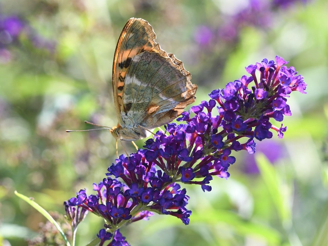 Argynnis paphia - nagy gyöngyházlepke