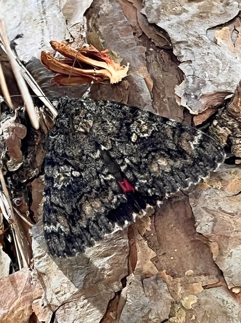Catocala sponsa/dilecta