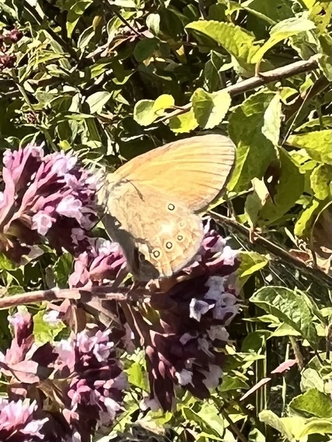 Coenonympha glycerion - közönséges szénalepke