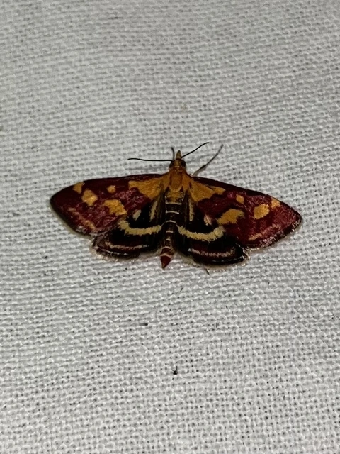Pyrausta purpuralis - közönséges bíbormoly