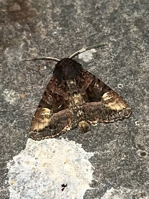 Euplexia lucipara - szeder-csipkésbagoly