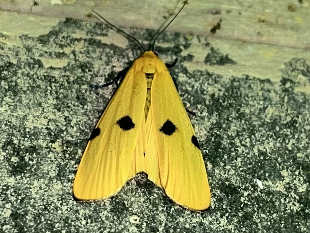 Lithosia quadra - négypettyes zuzmószövő