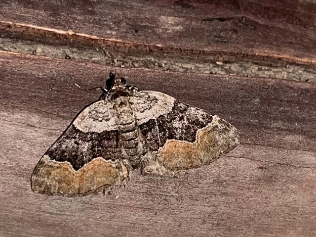 Xanthorhoe quadrifasiata - négysávos tarkaaraszoló