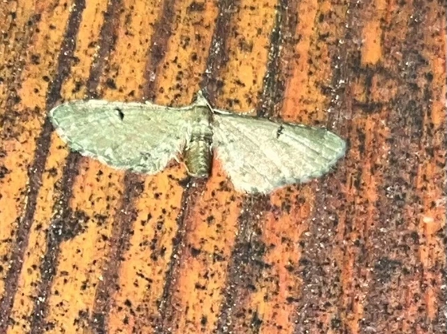 Eupithecia absinthiata - üröm-törpearaszoló