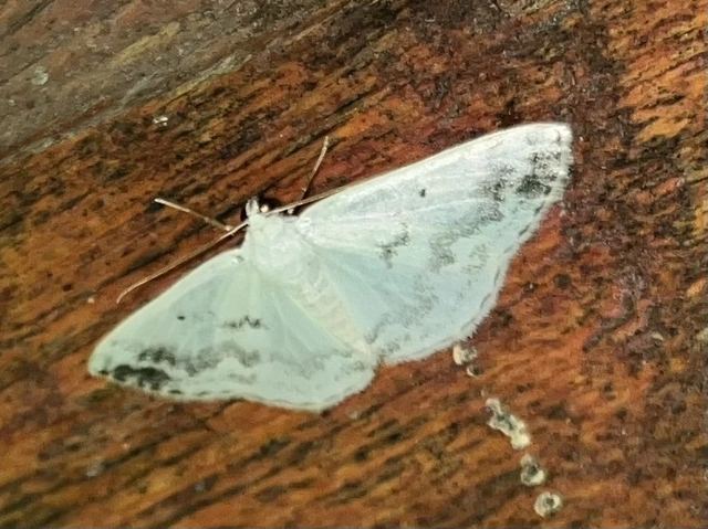 Lomographa temerata - foltos fehéraraszoló