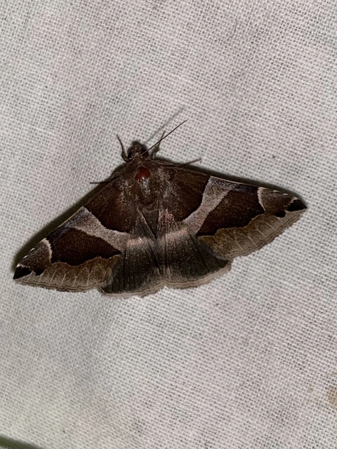 Dysgonia algira - déli porcelánbagoly