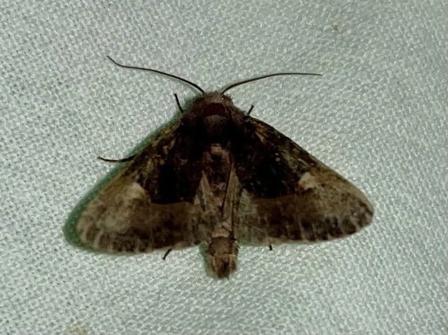Euplexia lucipara - szeder-csipkésbagoly