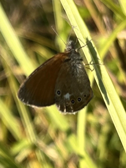 Coenonympha glycerion - közönséges szénalepke