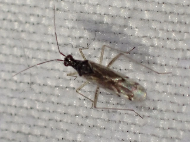 Dicyphus