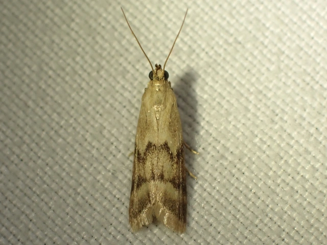 Homoeosoma sinuella - agyagsárga karcsúmoly