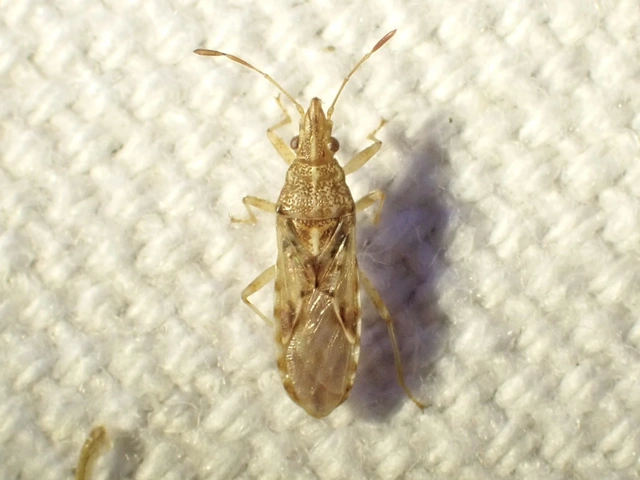 Belonochilus numenius - amerikai platánbodobács