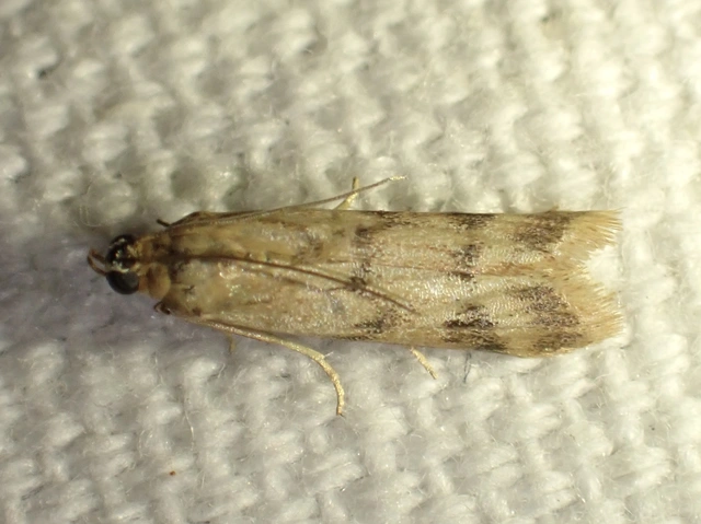 Homoeosoma sinuella - agyagsárga karcsúmoly