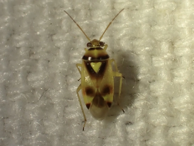 Orthops