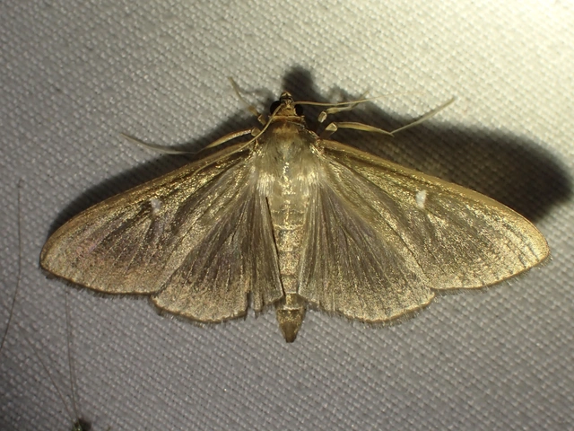 Cydalima perspectalis - puszpáng-tűzmoly