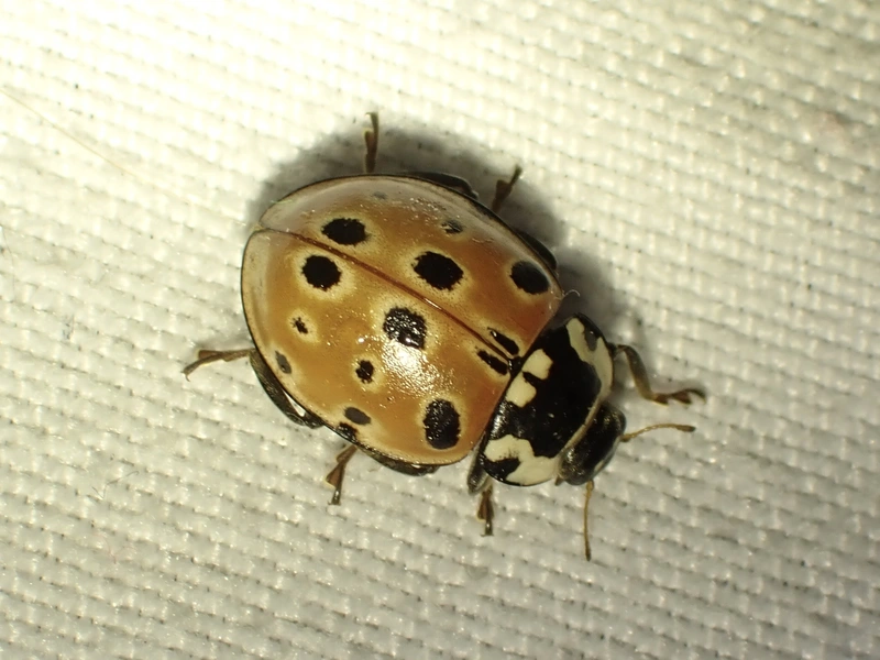 Anatis ocellata - szemfoltos katica