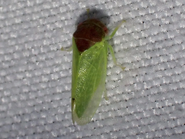 Iassus