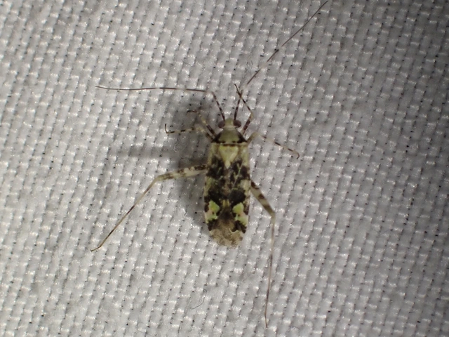 Phytocoris