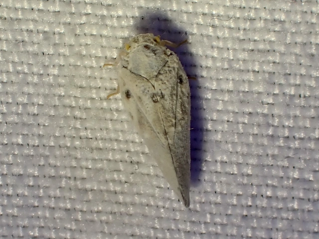 Metcalfa pruinosa - amerikai lepkekabóca