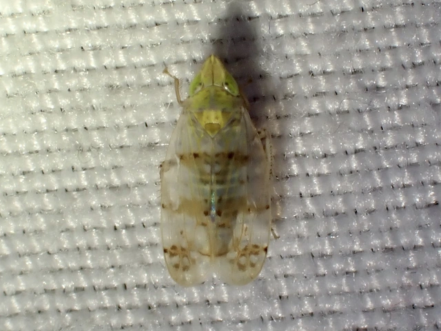 Japananus hyalinus