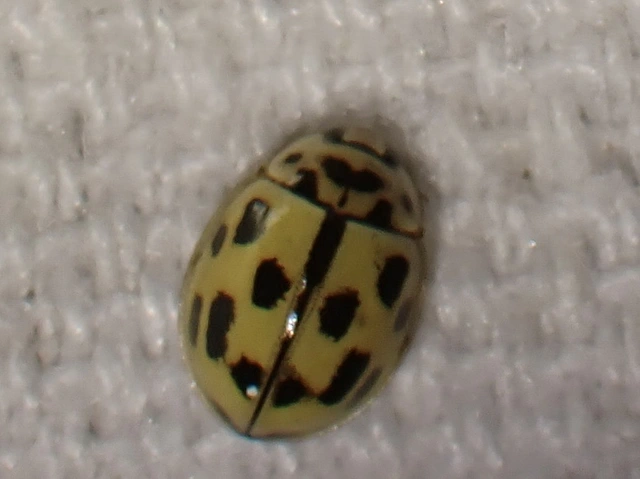 Propylea quatuordecimpunctata - tizennégypettyes füsskata