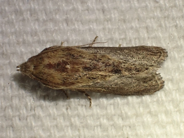 nagy viaszmoly - Galleria mellonella