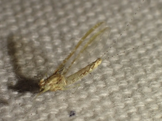 Cloeon dipterum - elevenszülő kérész
