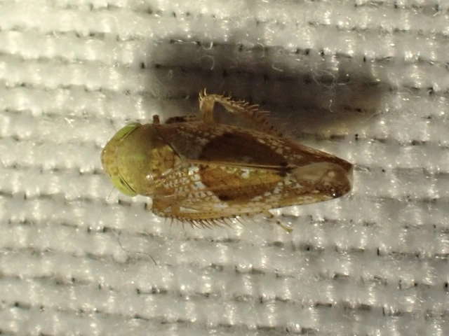 Hishimonus hamatus
