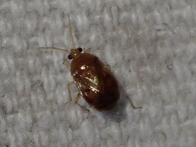 Deraeocoris lutescens - sárgás mezeipoloska