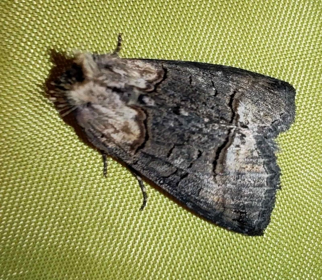 Abrostola asclepiadis - barnaövű csalánbagoly