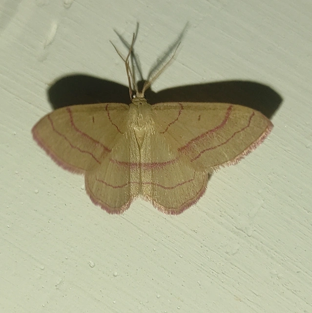 pirosszélű araszoló - Rhodostrophia vibicaria