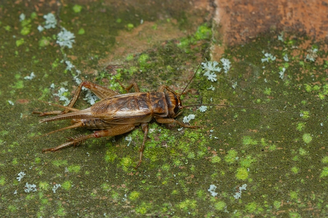 Acheta domesticus - házi tücsök