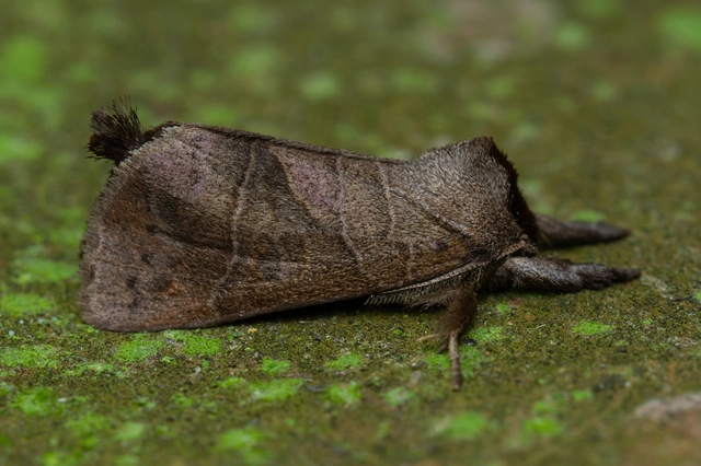 Clostera anastomosis - barna levélszövő