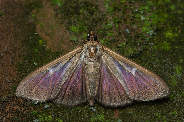 Cydalima perspectalis - puszpáng-tűzmoly