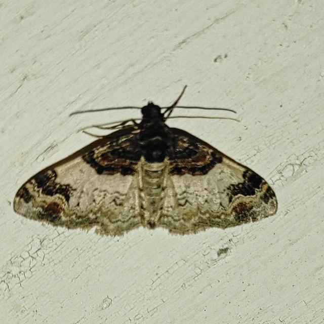 csuklyás tarkaaraszoló - Catarhoe cuculata