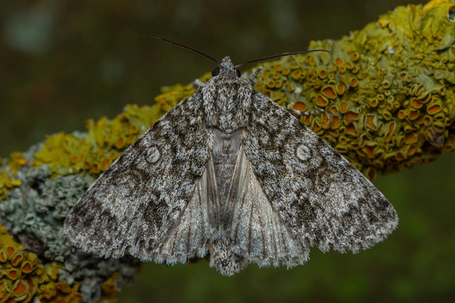 Acronicta megacephala - nagyfejű szigonyosbagoly