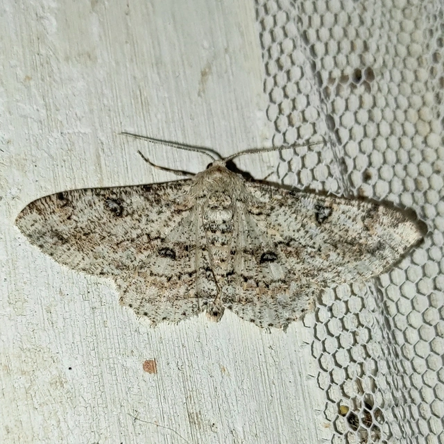 Ascotis selenaria - holdas faaraszoló