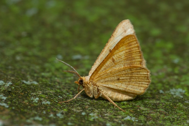 Tephrina arenacearia - lucerna-araszoló