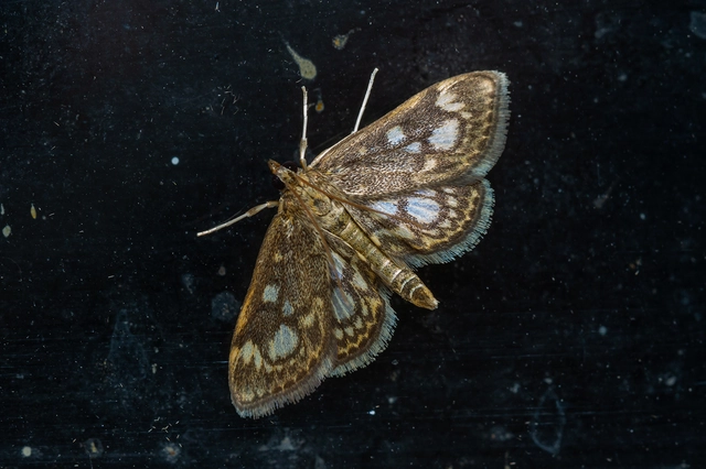 Anania coronata - koronás dudvamoly